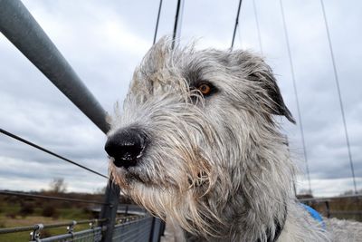 Close-up of dog against sky