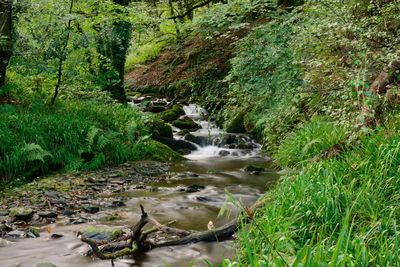 Stream flowing in forest