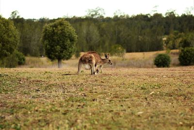 Horse standing in a field