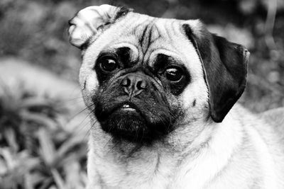 Close-up portrait of pug