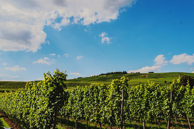 Scenic view of vineyard against sky