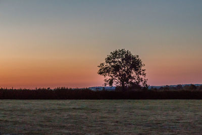 Silhouette tree on field against sky during sunset
