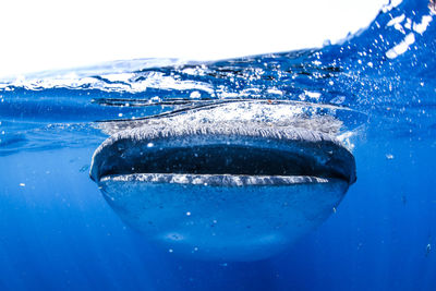 Close-up of fish in sea against blue background