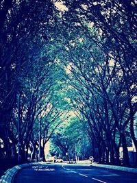 Road amidst trees against sky