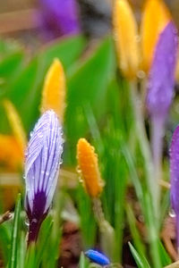 Close-up of purple flowers blooming outdoors