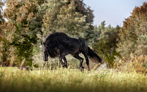 Horse standing on field