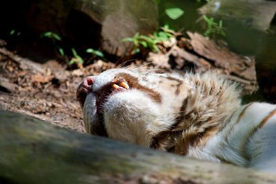 Close-up of meerkat