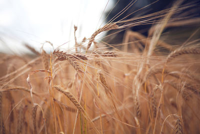 Close-up of wheat field