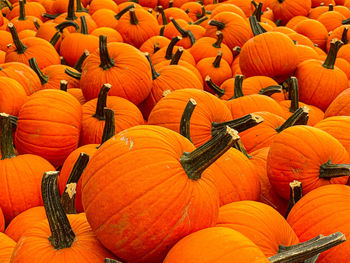 High angle view of pumpkins for sale at market stall