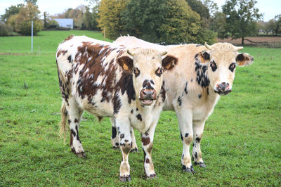 Cows standing in field