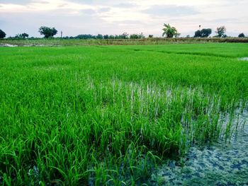 Scenic view of agricultural field against sky