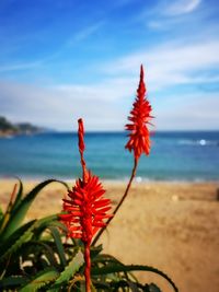 Close-up of red flowering plant against sea