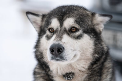 Close-up portrait of a dog