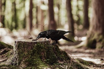 Close-up of bird perching on tree trunk