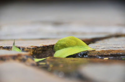 Close-up of green leaf in water