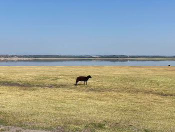 Side view of horse standing on land against sky