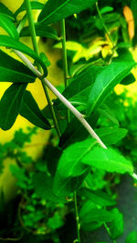 Close-up of green leaf