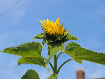 Low angle view of yellow flowering plant against sky