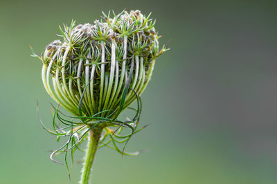Close-up of plant against white background