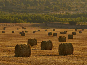 Straw bales in a cereal field early in the morning, almansa, spain