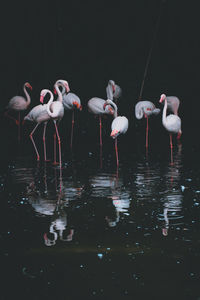 View of birds in lake