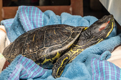 Close-up of turtle