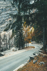 View of trees in forest during winter