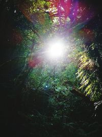 Low angle view of trees against sunlight