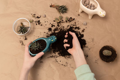 Spring repotting housplant. spring care plant. houseplant transplant in new pot. boy hands