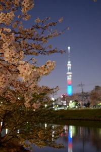 Illuminated tree by building against sky at night