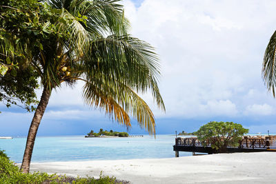 Palm trees on beach against sky