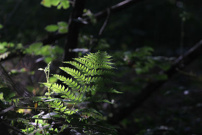 Close-up of fern leaves