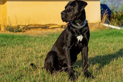 Cane corso looking away on field