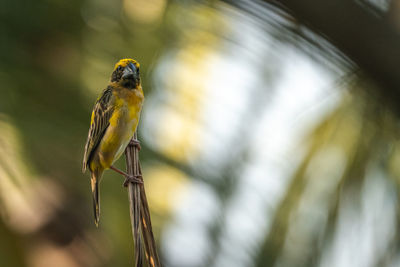 Close-up of bird perching