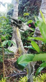 Low angle view of plants against trees