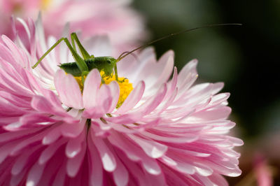 Close-up of insect on flower