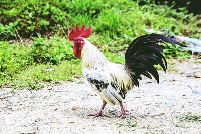 View of a bird on land
