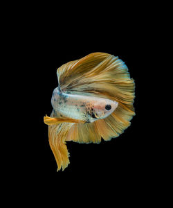 Close-up of fish underwater