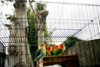 Low angle view of parrot in cage