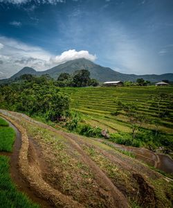 Scenic view of agricultural field against sky