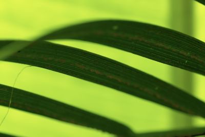 Close-up of leaf