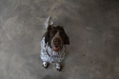 Close-up of dog