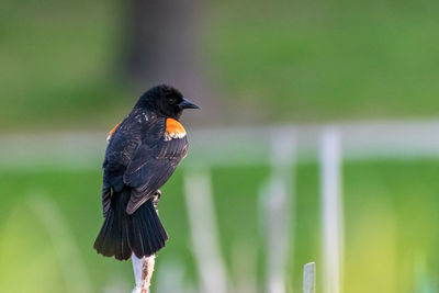 Close-up of bird perching on a plant