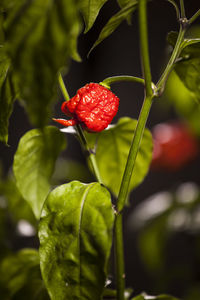 Close-up of red leaf