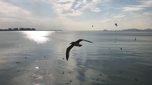 Swans swimming in lake against sky