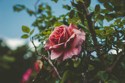 Close-up of red rose