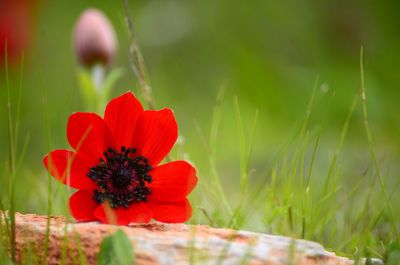 Close-up of red flower blooming in field