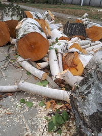 High angle view of logs in forest