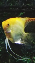 Close-up of fish swimming in aquarium