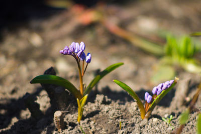 Close-up of purple crocus flowers on field